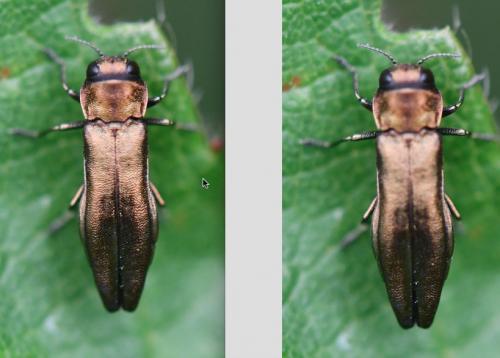 Agrilus sp.